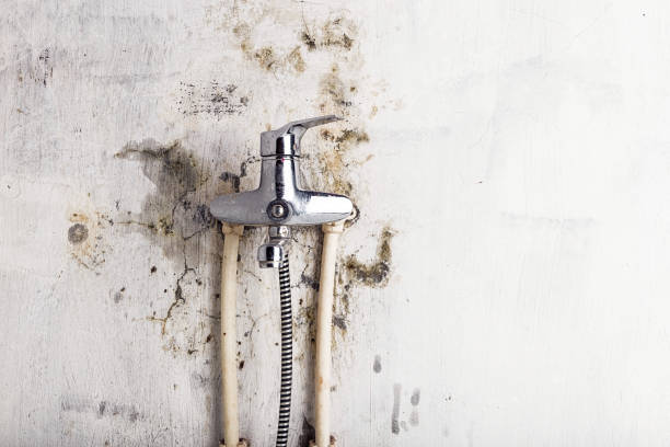 Best Mold Removal and Inspection  in Taylor, PA