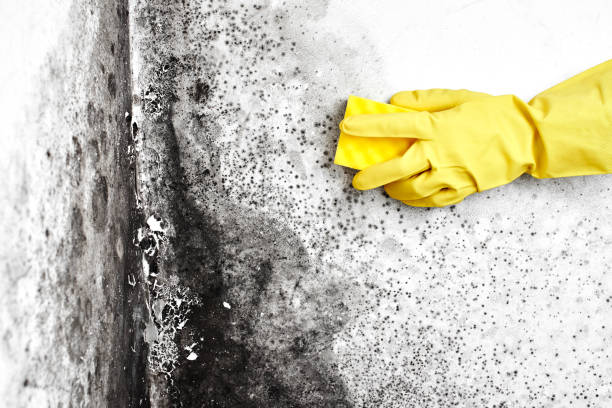 Best Mold Remediation  in Taylor, PA