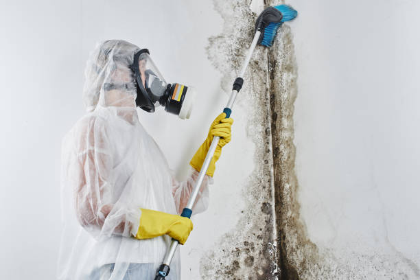 Mold Removal and Inspection in Taylor, PA
