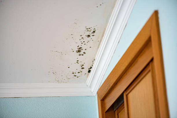 Best Commercial Mold Removal  in Taylor, PA