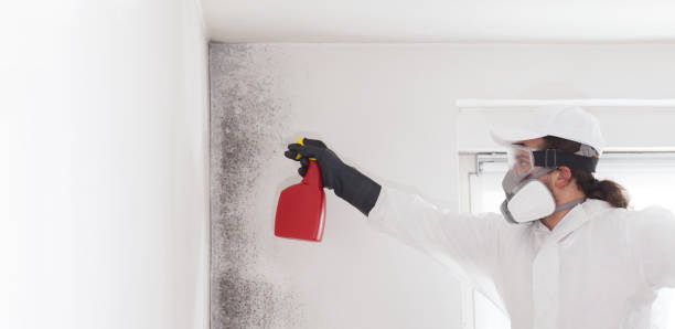 Best Mold Cleaning Services  in Taylor, PA