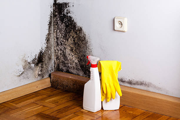 Best Home Mold Removal  in Taylor, PA