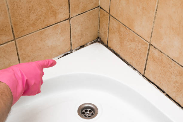 Best Residential Mold Removal  in Taylor, PA